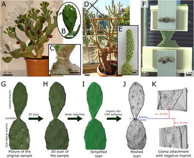 Elastic property and fracture mechanics of lateral branch-branch junctions in cacti: A case study of Opuntia ficus-indica and Cylindropuntia bigelovii